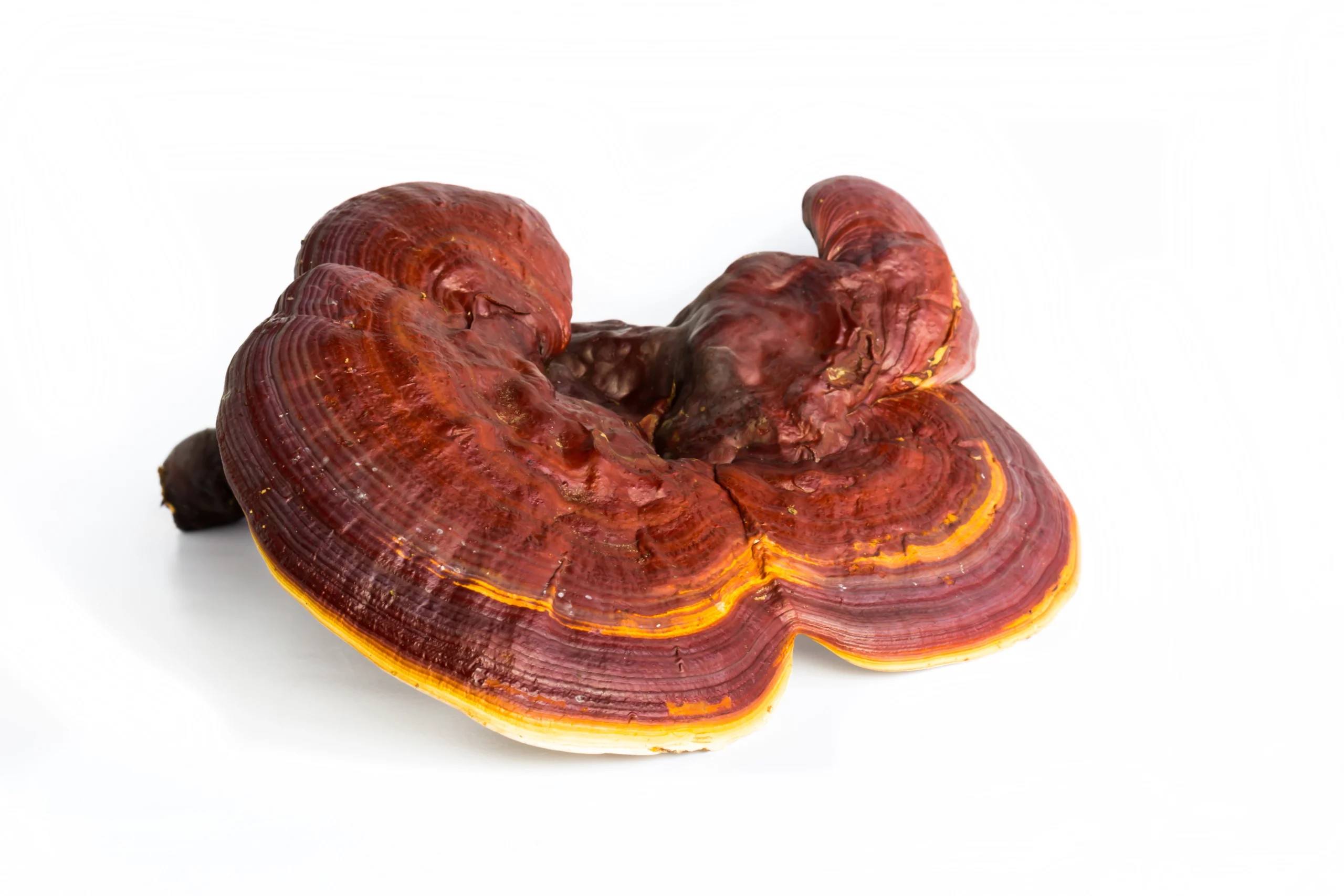 Medicinal Mushroom